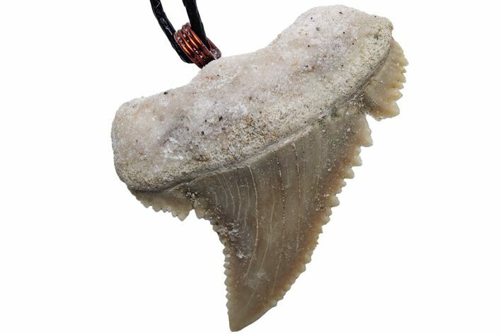 Serrated, Fossil Paleocarcharodon Shark Tooth Necklace #216875